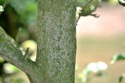 Liquidambar styraciflua 'Silver King' - ambroň západní - borka